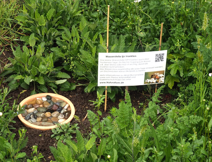 Insektentränke auf Blumenwiese